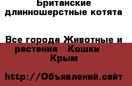 Британские длинношерстные котята - Все города Животные и растения » Кошки   . Крым